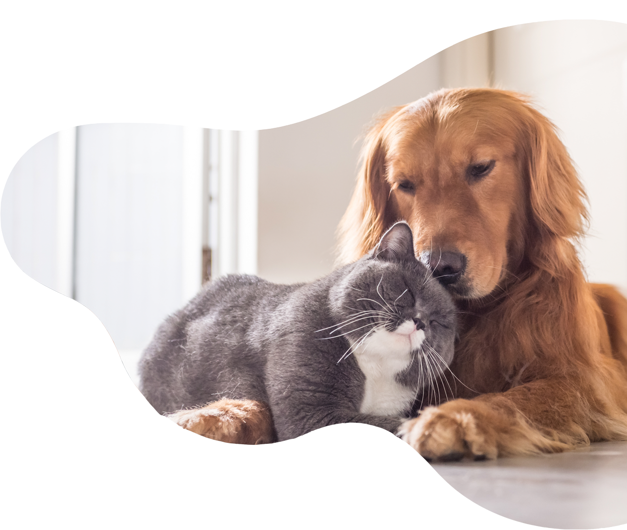 Hund und Katz kuscheln