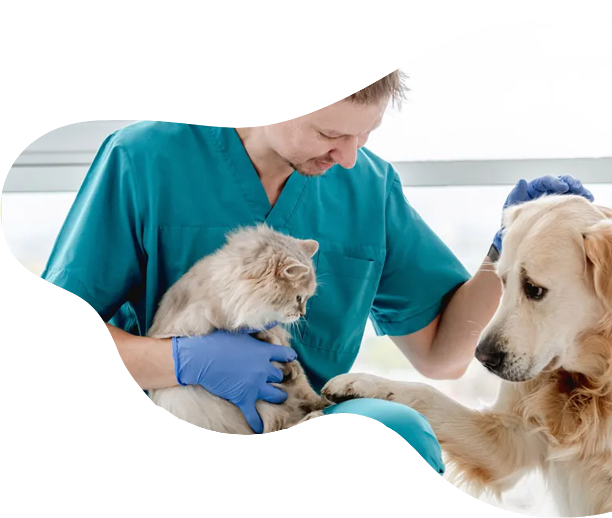 Hund und Katze beim Tierarzt